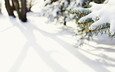 снег, природа, елка, зима, макро, фото, зимние обои, елки, ели, иголки