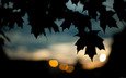 листья, осень, темный фон, кленовый лист