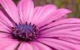 фиолетовый, растение, пыльца