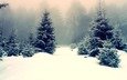снег, природа, зима, мороз, иней, ель, елки, сугробы, лес сугробы кругом, зимний лес