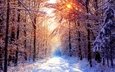 деревья, снег, лес, зима, утро