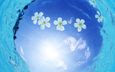 цветы, вода, отражение, голубой