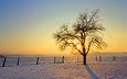 солнце, снег, дерево, обои, зима, фото