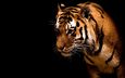 тигр, полоски, хищник, дикие кошки, зверь