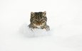 снег, кот, сугробы