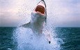 вода, волны, фото, море, животные, брызги, океан, зубы, обои с животными, опасность, акула, акулы