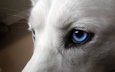 глаза, собака, хаски, голубые, белая