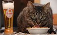 глаза, кот, еда, взгляд, пиво