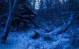 лес, зима, синий