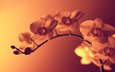 макро, цветок, нежность, орхидея