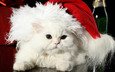 новый год, кот, шерсть, кошка, пушистый, белый, шапка, праздник, мех, перс, санта клаус