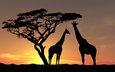 небо, деревья, вечер, солнце, фото, животные, закат солнца, африка, дикая природа, жирафы