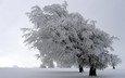деревья, снег, природа, зима, пейзажи, зимние обои