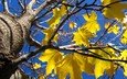 дерево, осень, желтые листья