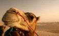 солнце, пустыня, верблюд