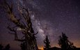небо, ночь, деревья, млечный путь, выдержка, победитель конкурса астрономической фотографи
