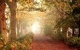 дорога, деревья, природа, лес, листья, осень, тропинка, прогулка
