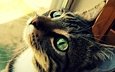 глаза, кот, шерсть, кошка, зеленые, котэ