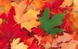 листья, осень, клен, кленовый лист, зеленый лист, осенние листья