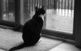 кот, грусть, черно-белая, дождь, окно