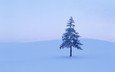 снег, дерево, зима