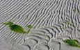 линии, песок, водоросли