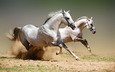 животные, лошади, пыль, конь, момент, скакун