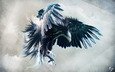 арт, полет, взгляд, крылья, орел, птица, клюв, перья