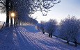 деревья, снег, зима, иней, нидерланды