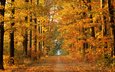 дорога, деревья, природа, лес, осень, красивые обои, осенние обои, осенняя пора
