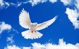 небо, облака, полет, крылья, белый, птица, клюв, перья, голубь, white dove