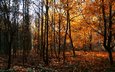 деревья, осень, германия, way of wood