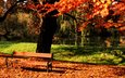 дерево, парк, осень, пруд, лавочка