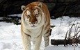тигр, снег, зима, животное, snow tiger, золотой тигр