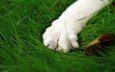 зелень, кошка, лапа, макросьемка