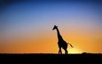солнце, закат, жираф