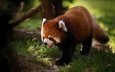 трава, панда, красная панда, малая панда