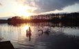 озеро, закат, птицы, лебеди, белый лебедь