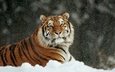 тигр, снег, зима, кошка, лежит, аррр
