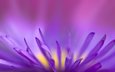 цветок, фиолетовый, хрупкий