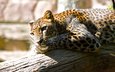леопард, хищник, большая кошка, отдых, зоопарк