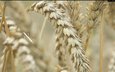 поле, пшеница, колос