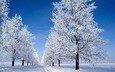 небо, деревья, снег, зима, утро, голубое, snow morning