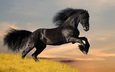лошадь, черный, мустанг, фризский конь, фриз, фризская