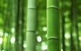 зелёный, бамбук, ствол, стебель