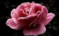 цветок, роса, капли, лепестки, розовый