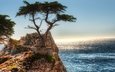 скалы, дерево, океан