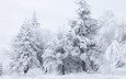 деревья, снег, лес, зима, белый