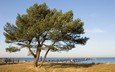дерево, море, пирс