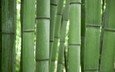 зелёный, бамбук